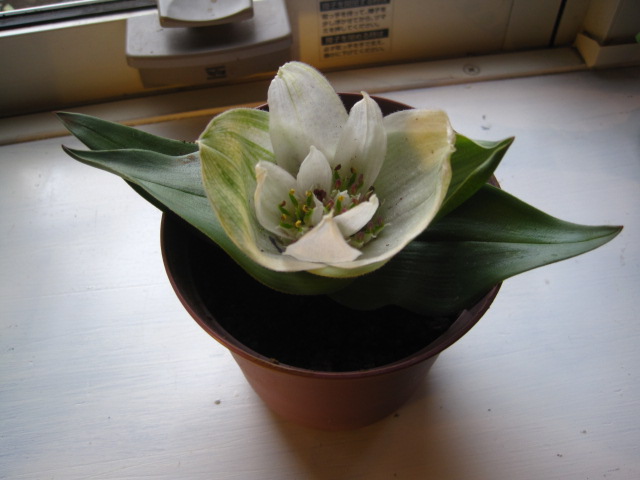 イベント用リ-ス_c0102228_1923124.jpg