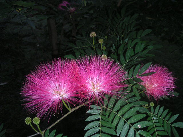 c0127933_741315.jpg