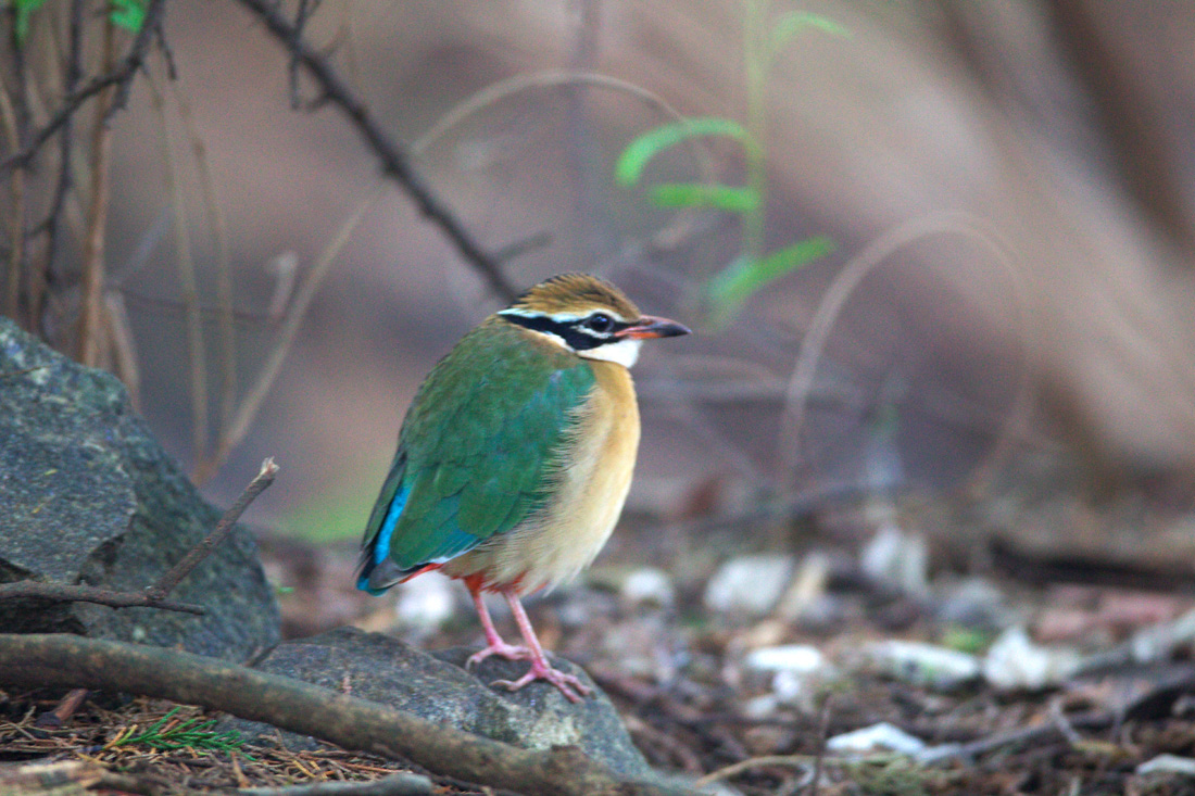 Sri Lanka (スリランカ)探鳥2_d0013455_21103351.jpg