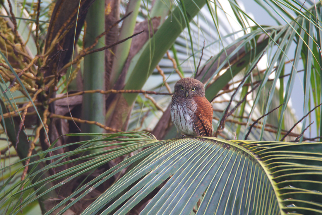 Sri Lanka (スリランカ)探鳥2_d0013455_2153872.jpg