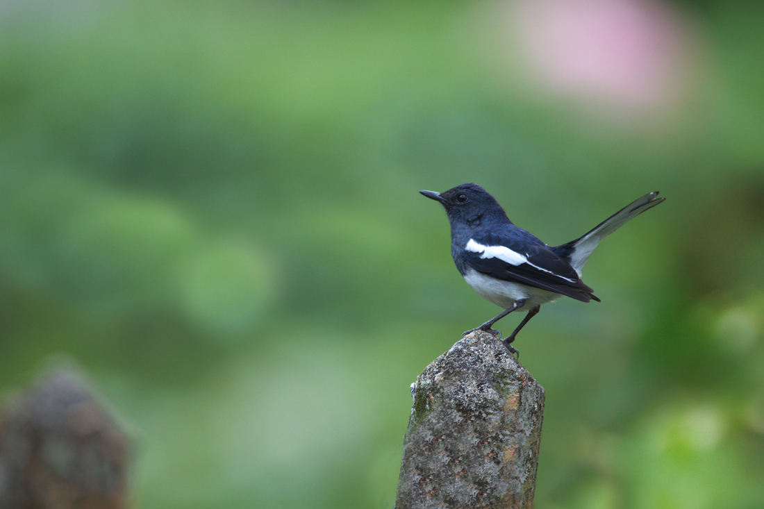 Sri Lanka (スリランカ)探鳥2_d0013455_2171413.jpg