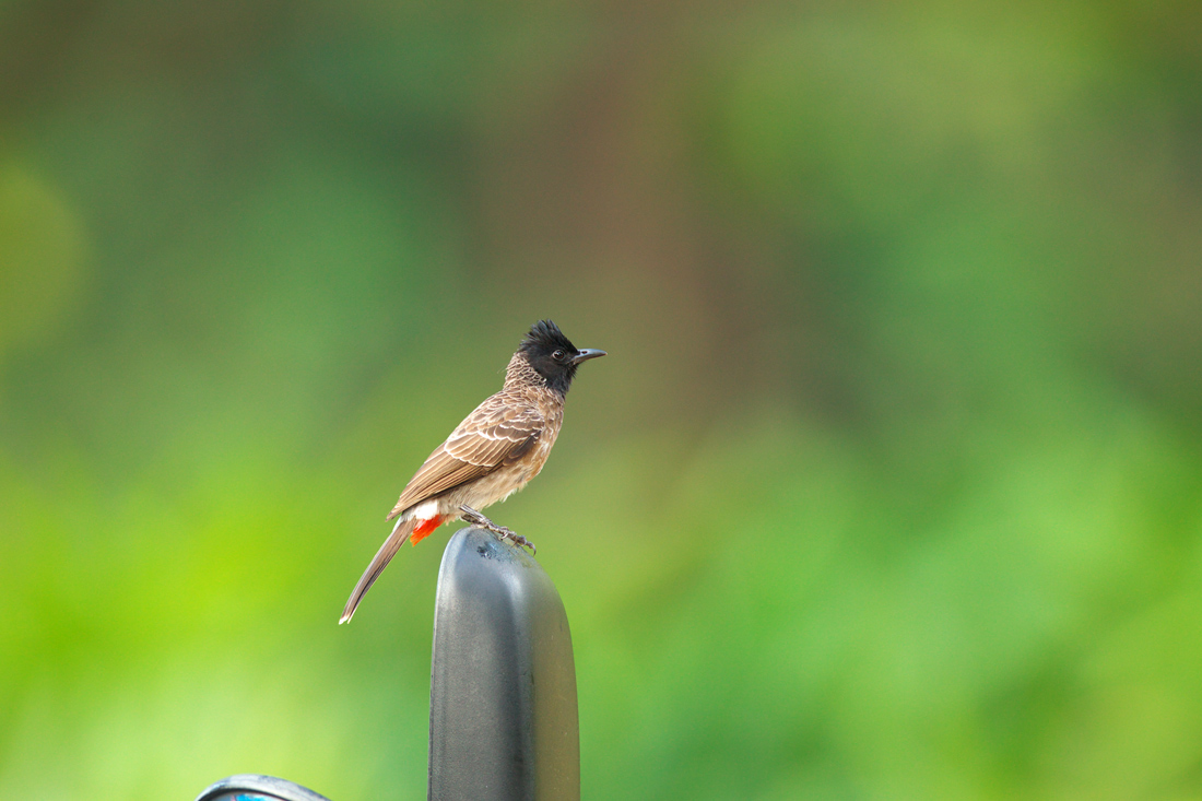 Sri Lanka (スリランカ)探鳥2_d0013455_2175285.jpg