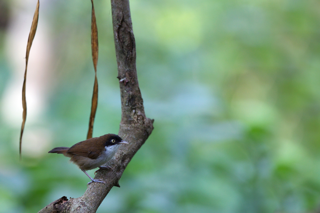 Sri Lanka (スリランカ)探鳥2_d0013455_2183463.jpg