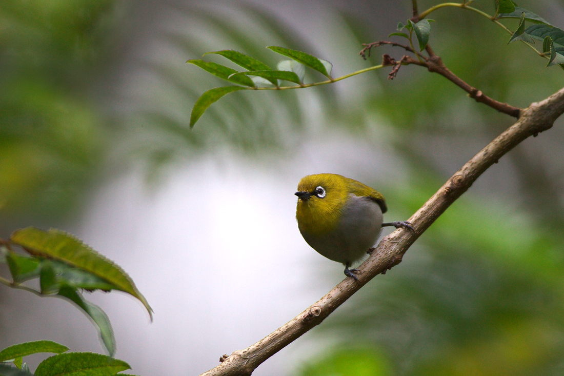 Sri Lanka (スリランカ)探鳥2_d0013455_2194111.jpg