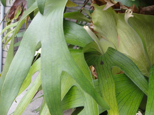 c0108460_14153629.jpg