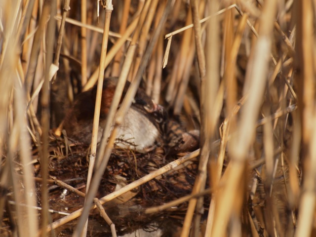 c0061282_2123721.jpg