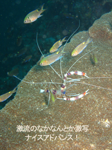 2月15日 シャークポイント方面3dive_f0144385_001915.jpg