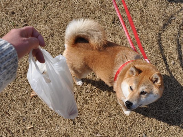 クンクン、チーして帰りましょ!_a0126590_22334740.jpg
