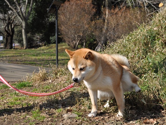 クンクン、チーして帰りましょ！_a0126590_22484020.jpg