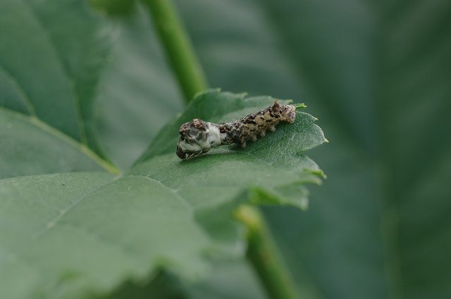 e0070891_18435554.jpg