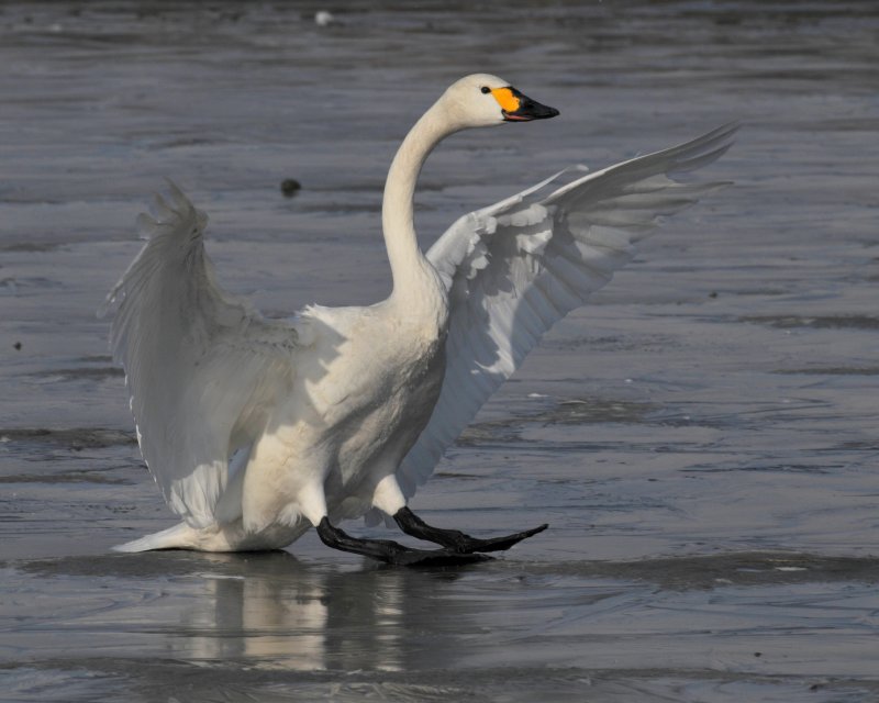 氷上に着陸する白鳥たち_e0103903_20181069.jpg