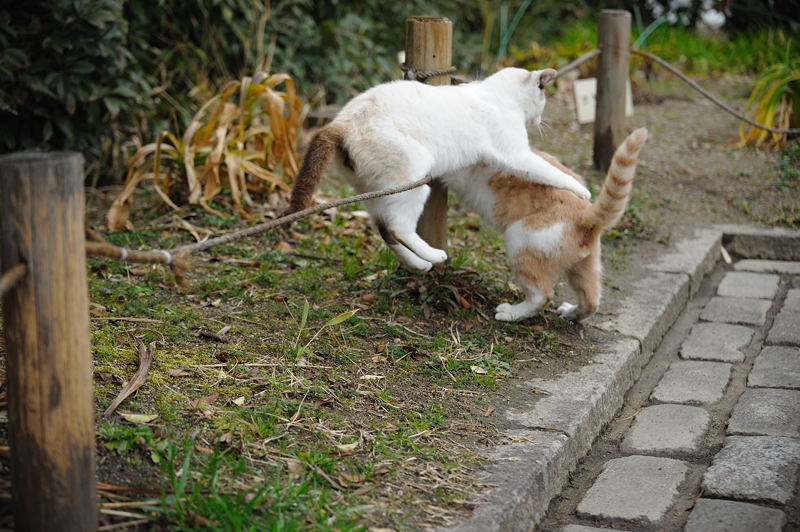 街角ニャンコ･珍しくよく動いたな～！_f0032011_19291043.jpg