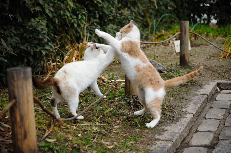 街角ニャンコ･珍しくよく動いたな～！_f0032011_1929259.jpg