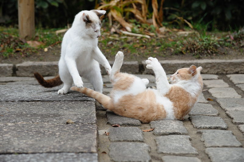 街角ニャンコ・珍しくよく動いたな~!_f0032011_19392076.jpg