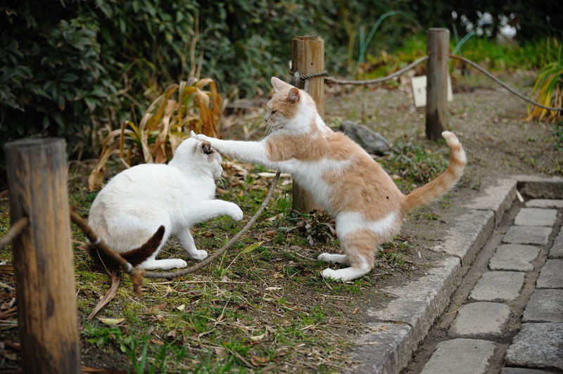 街角ニャンコ･珍しくよく動いたな～！_f0032011_19431780.jpg