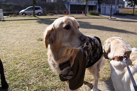 f0191413_20105959.jpg