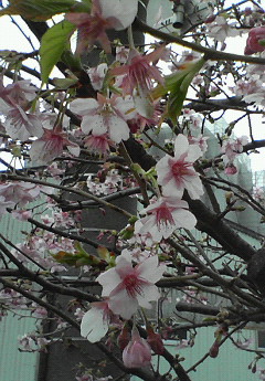 河津桜☆彡_e0138314_1242632.jpg