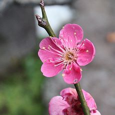 お花見したよ_c0028424_1511133.jpg