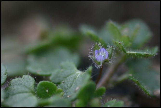 早春に咲く身近な野草達_e0091347_1853517.jpg