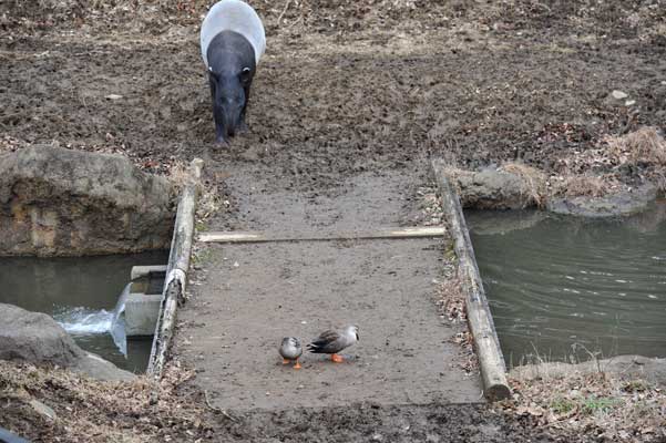 カモノハシ 動物園へ行こう