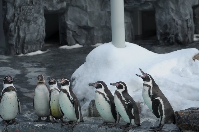 ペン・ペン・ペンギン♪_e0116558_8123661.jpg