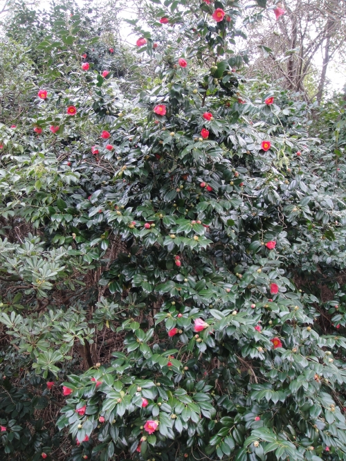 c0108460_15322637.jpg