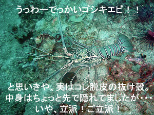 今が旬のピピオーバーナイツッ!_f0144385_0385170.jpg