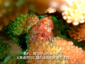 2月16日 ラチャノイ・ラチャヤイ3dive_f0144385_148069.jpg