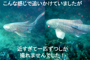 今が旬のピピオーバーナイツッ!_f0144385_2152885.jpg