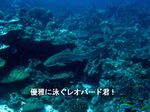 出だし好調シミラン☆_f0144385_221586.jpg
