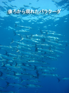 出だし好調シミラン☆_f0144385_2232393.jpg
