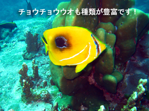 出だし好調シミラン☆_f0144385_2234433.jpg