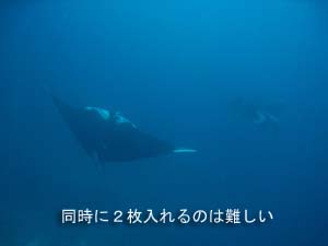 出だし好調シミラン☆_f0144385_2254270.jpg