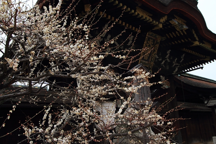京都散策_e0051888_3511521.jpg