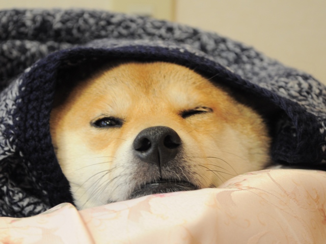 お母さんのぬくもり_a0126590_2312563.jpg