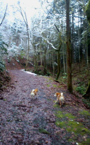 雪見ると　いうこと聞かぬ　お犬さん_e0025596_2385745.jpg