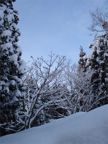 a0061599_74769.jpg