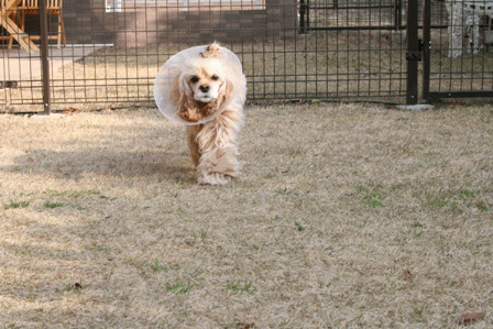 c0128303_17544066.gif