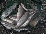 ２０１０年２月１８日（木）_f0192504_1793215.jpg