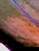 e0103408_12331461.gif