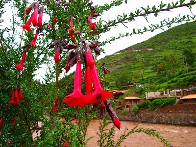 アンデスの花々（ピサック村で）ペルー_b0051109_23432299.jpg