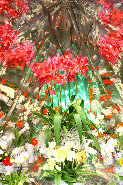 世界らん展_c0188809_19322537.jpg