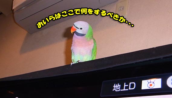 c0133013_16344924.jpg