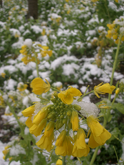 桜と雪_c0086221_18194930.jpg