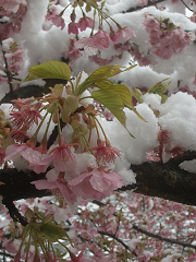 桜と雪_c0086221_18205187.jpg