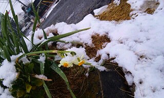 久しぶりの雪_b0147522_1012968.jpg