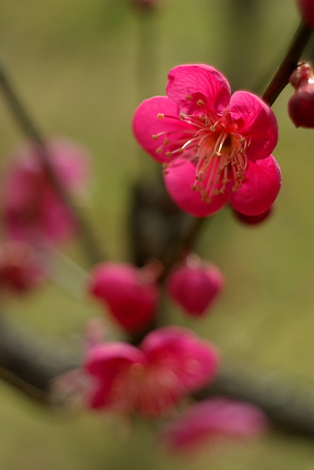 2010-2-19　ほんのり春の便りと花見ケーキを_c0136330_21393072.jpg