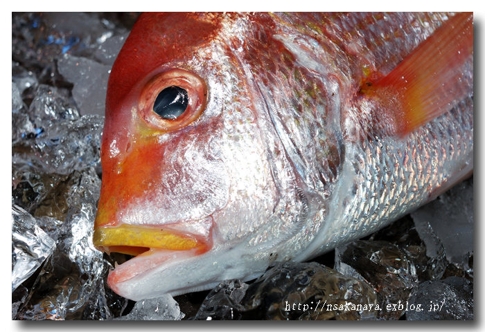 黄鯛 キダイ 連子鯛 レンコダイやキレンコなどの呼び方も 魚屋三代目日記