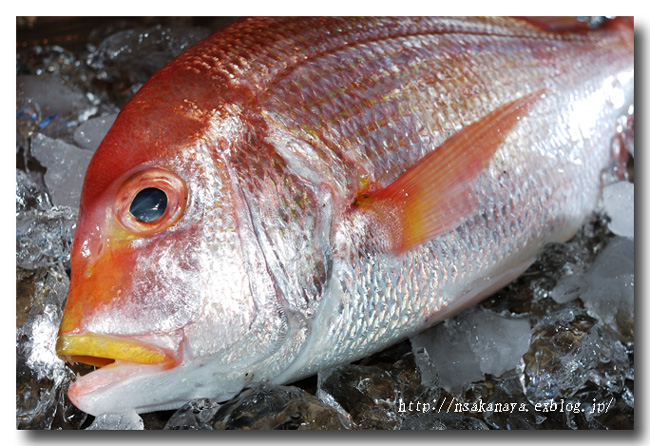 黄鯛 キダイ 連子鯛 レンコダイやキレンコなどの呼び方も 魚屋三代目日記