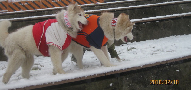 ホワイトアウト（猛粉雪の朝）_e0121548_21352829.jpg